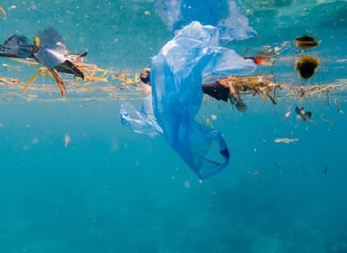 Nhựa làm từ rong biển có thể giải quyết ô nhiễm đại dương?