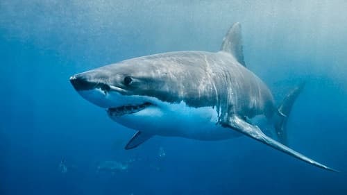 Vì sao những loài cá mập này nguy hiểm nhất đại dương?