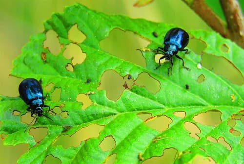 Câu trắc nghiệm Công nghệ lớp 7 Bài 12 có đáp án: Sâu, bệnh hại cây trồng