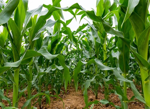 Câu trắc nghiệm Công nghệ lớp 7 Bài 19 có đáp án: Các biện pháp chăm sóc cây trồng