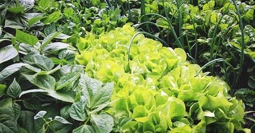 Câu trắc nghiệm Công nghệ lớp 7 Bài 21 có đáp án: Luân canh, xen canh, tăng vụ