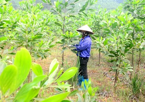 Câu trắc nghiệm Công nghệ lớp 7 Bài 27 có đáp án: Chăm sóc rừng sau khi trồng