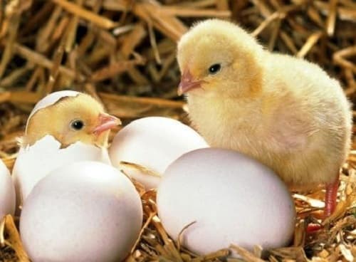 Câu trắc nghiệm Công nghệ lớp 7 Bài 34 có đáp án: Nhân giống vật nuôi