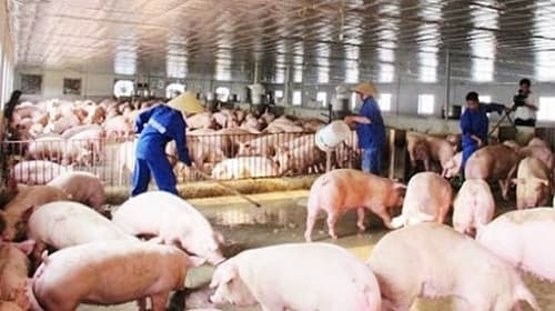 Câu trắc nghiệm Công nghệ lớp 7 Bài 44 có đáp án: Chuồng nuôi và vệ sinh trong chăn nuôi