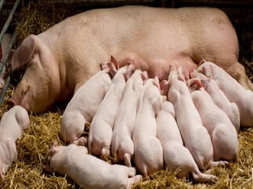 Câu trắc nghiệm Công nghệ lớp 7 Bài 45 có đáp án: Nuôi dưỡng và chăm sóc các loại vật nuôi