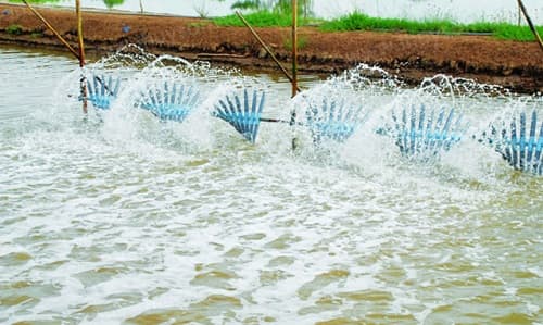 Câu trắc nghiệm Công nghệ lớp 7 Bài 50 có đáp án: Môi trường nuôi thuỷ sản