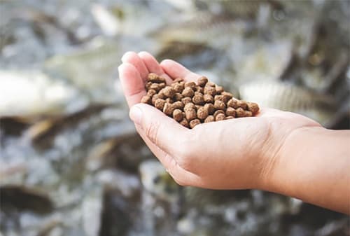 Câu trắc nghiệm Công nghệ lớp 7 Bài 52 có đáp án: Thức ăn của động vật thuỷ sản