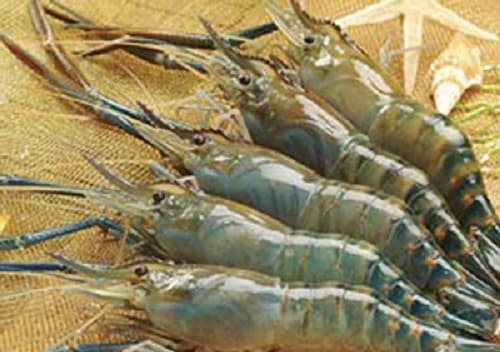 Câu trắc nghiệm Công nghệ lớp 7 có đáp án chính xác: Đề thi Học kỳ 2