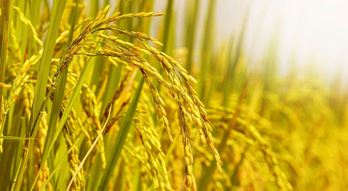 Câu trắc nghiệm Địa Lí lớp 7 Bài 9 có đáp án: Hoạt động sản xuất nông nghiệp ở đới nóng