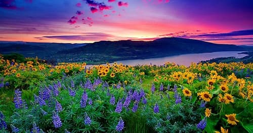 Câu trắc nghiệm Địa lý lớp 6 Bài 23 có đáp án: Sự sống trên Trái Đất