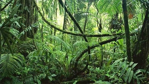 Câu trắc nghiệm Địa lý lớp 6 Bài 24 có đáp án: Rừng nhiệt đới 