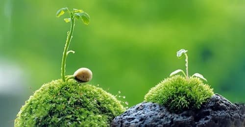 Câu trắc nghiệm Địa Lý lớp 6 Bài 26 có đáp án: Chuyên đề đất và sinh vật trên trái đất 