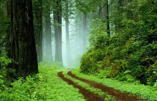 Câu trắc nghiệm Địa Lý lớp 7 Bài 6 có đáp án: Môi trường nhiệt đới