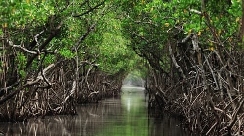 Câu trắc nghiệm Địa lý lớp 8 Bài 39 có đáp án: Đặc điểm chung của tự nhiên Việt Nam