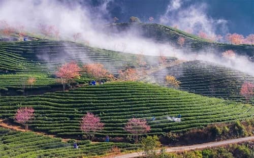 Câu trắc nghiệm Địa lý lớp 8 Bài 42 có đáp án: Miền Tây Bắc và Bắc Trung Bộ