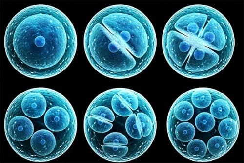 Câu trắc nghiệm Khoa học tự nhiên 6 (KHTN) Bài 18 có đáp án: Tế bào - Đơn vị cơ bản của sự sống