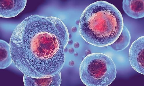 Câu trắc nghiệm Khoa học tự nhiên 6 (KHTN) Bài 19 có đáp án: Cấu tạo và chức năng các thành phần của tế bào