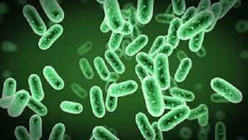 Câu trắc nghiệm Khoa học tự nhiên 6 (KHTN) Bài 27 có đáp án: Vi khuẩn