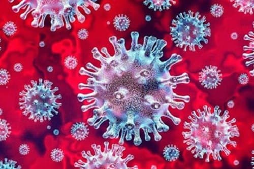 Câu trắc nghiệm Khoa học tự nhiên 6 (KHTN) Bài 29 có đáp án: Virus