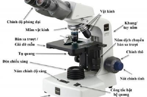 Câu trắc nghiệm Khoa học tự nhiên 6 (KHTN) Bài 4 có đáp án: Sử dụng kính hiển vi quang học