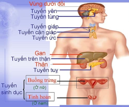 Câu trắc nghiệm Sinh học 8 Bài 55 có đáp án: Giới thiệu chung hệ nội tiết