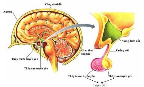 Câu trắc nghiệm Sinh học 8 Bài 56 có đáp án: Tuyến yên, tuyến giáp