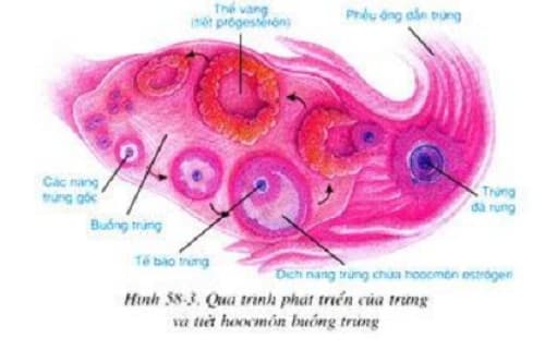 Câu trắc nghiệm Sinh học 8 Bài 58 có đáp án: Tuyến sinh dục