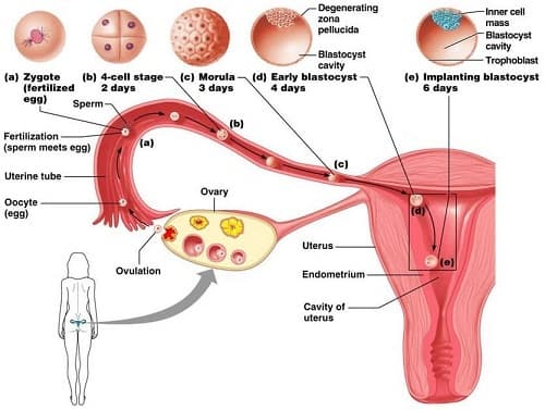 Câu trắc nghiệm Sinh học 8 Bài 62 có đáp án: Thụ tinh, thụ thai và phát triển của thai