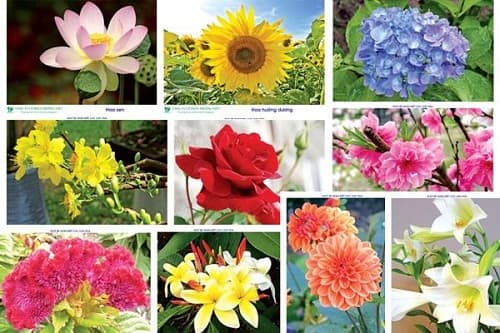 Câu trắc nghiệm Sinh học lớp 6 Bài 29 có đáp án: Các loại hoa