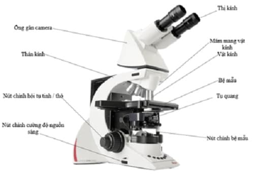 Câu trắc nghiệm Sinh học lớp 6 Bài 5 có đáp án: Kính lúp, kính hiển vi và cách sử dụng