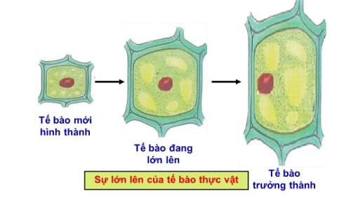 Câu trắc nghiệm Sinh học lớp 6 Bài 8 có đáp án: Sự lớn lên và phân chia của tế bào