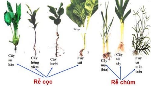 Câu trắc nghiệm Sinh học lớp 6 Bài 9 có đáp án: Các loại rễ, các miền của rễ