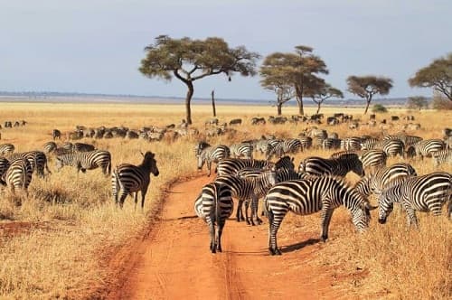 Câu trắc nghiệm Sinh học lớp 7 Bài 1 có đáp án: Thế giới động vật đa dạng, phong phú