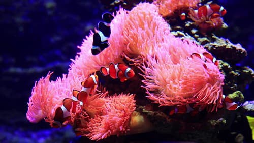 Câu trắc nghiệm Sinh học lớp 7 Bài 10 có đáp án: Đặc điểm chung và vai trò của ngành Ruột khoang