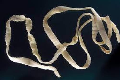 Câu trắc nghiệm Sinh học lớp 7 Bài 12 có đáp án: Một số giun dẹp khác và đặc điểm chung của ngành Giun dẹp