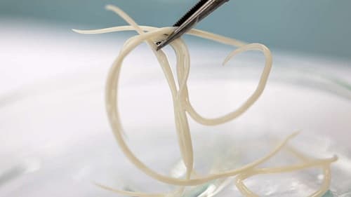 Câu trắc nghiệm Sinh học lớp 7 Bài 13 có đáp án: Giun đũa