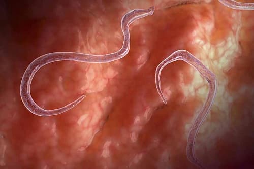 Câu trắc nghiệm Sinh học lớp 7 Bài 14 có đáp án: Một số giun tròn khác và đặc điểm chung của ngành Giun tròn