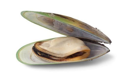 Câu trắc nghiệm Sinh học lớp 7 Bài 18 có đáp án: Trai sông