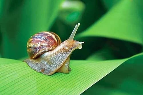 Câu trắc nghiệm Sinh học lớp 7 Bài 19 có đáp án: Một số thân mềm khác