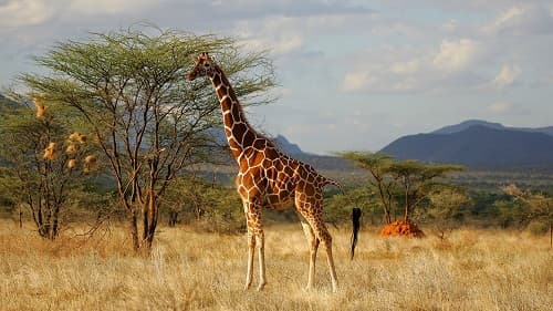 Câu trắc nghiệm Sinh học lớp 7 Bài 2 có đáp án: Phân biệt động vật với thực vật. Đặc điểm chung của động vật