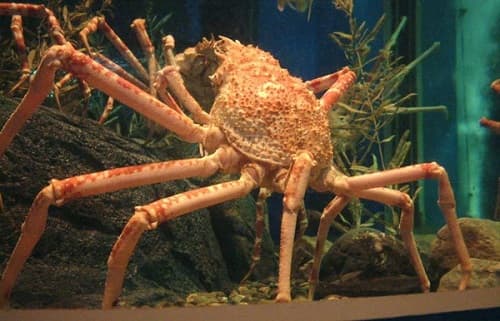 Câu trắc nghiệm Sinh học lớp 7 Bài 24 có đáp án: Đa dạng và vai trò của lớp Giáp xác