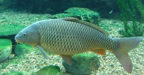 Câu trắc nghiệm Sinh học lớp 7 Bài 31 có đáp án: Cá chép