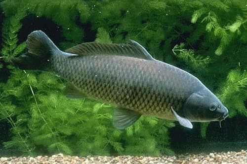 Câu trắc nghiệm Sinh học lớp 7 Bài 33 có đáp án: Cấu tạo trong của cá chép