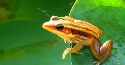 Câu trắc nghiệm Sinh học lớp 7 Bài 37 có đáp án: Đa dạng và đặc điểm chung của lớp lưỡng cư