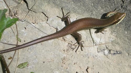 Câu trắc nghiệm Sinh học lớp 7 Bài 38 có đáp án: Thằn lằn bóng đuôi dài