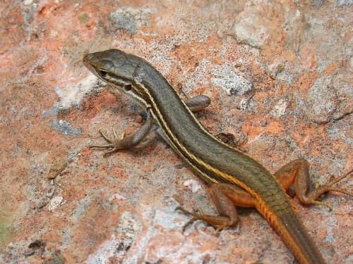 Câu trắc nghiệm Sinh học lớp 7 Bài 39 có đáp án: Cấu tạo trong của thằn lằn