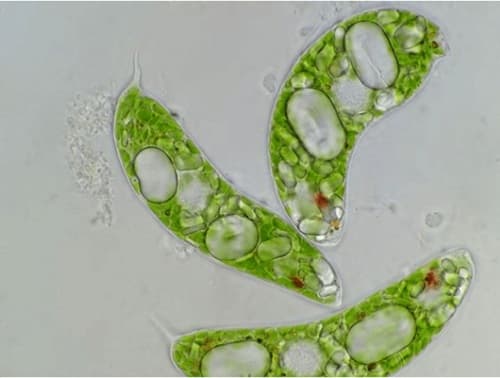 Câu trắc nghiệm Sinh học lớp 7 Bài 4 có đáp án: Trùng roi