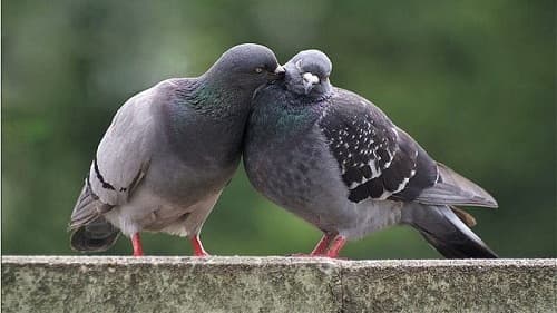 Câu trắc nghiệm Sinh học lớp 7 Bài 43 có đáp án: Cấu tạo trong của chim bồ câu