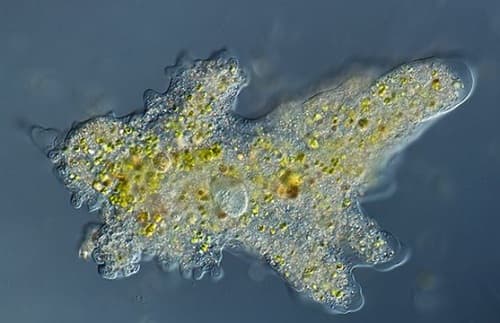 Câu trắc nghiệm Sinh học lớp 7 Bài 5 có đáp án: Trùng biến hình và trùng giày