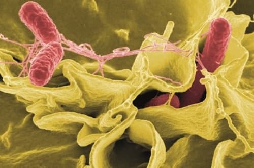 Câu trắc nghiệm Sinh học lớp 7 Bài 7 có đáp án: Đặc điểm chung và vai trò thực tiễn của Động vật nguyên sinh